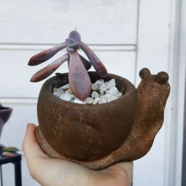 Graptopetalum Murasaki