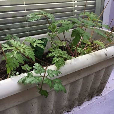 Geranium robertianum