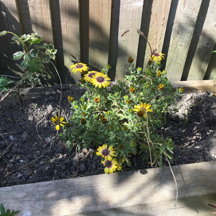 Plant image Osteospermum 'Astra Yellow' (Astra Series)