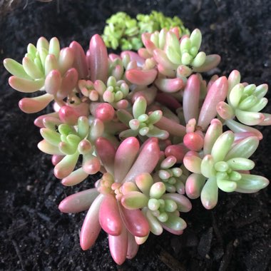 Sedum Rubrotinctum 'Aurora'