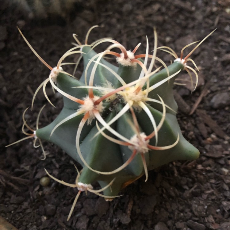 Plant image Ferocactus electracanthus syn. Ferocactus histrix