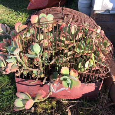 Kalanchoe 'Longiflora'