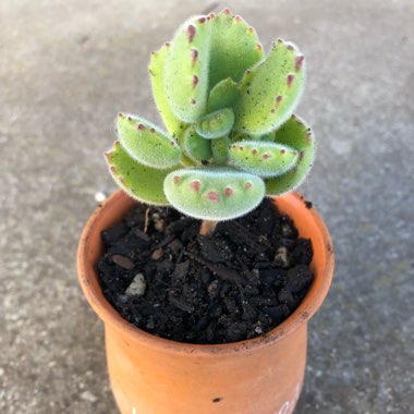 Cotyledon 'Bear Paws'