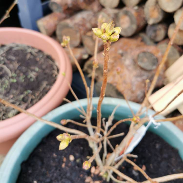 Plant image Rhododendron 'Golden Eagle'