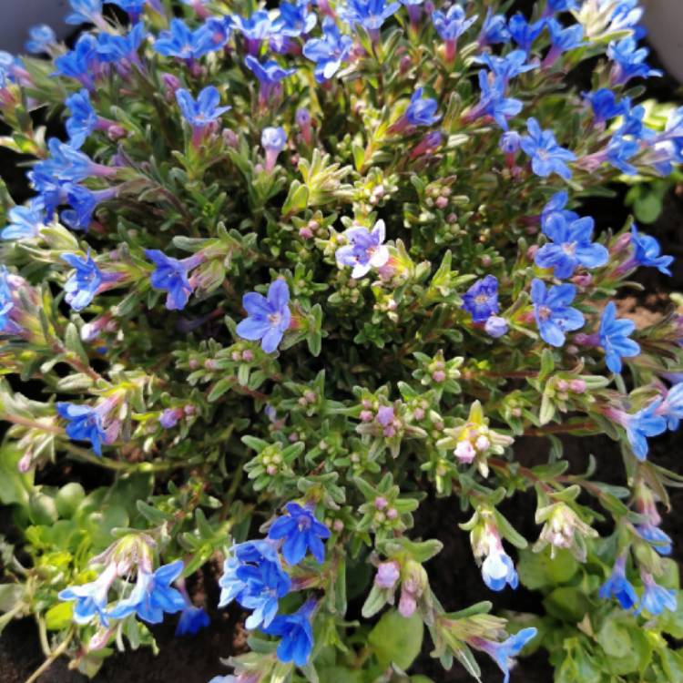 Plant image Lithodora Diffusa 'Compact Blue'