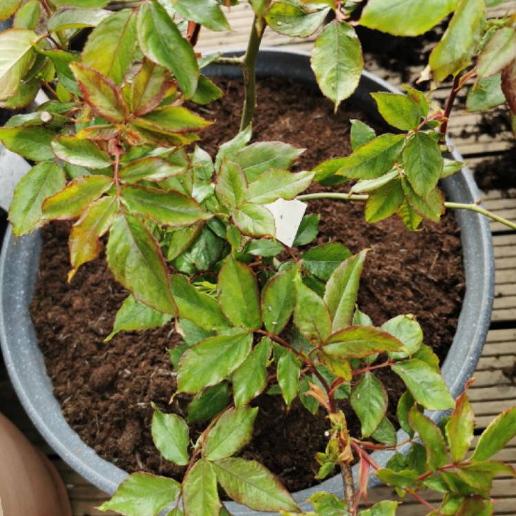 Plant image Rosa 'Jacpurr' (Purple Tiger)