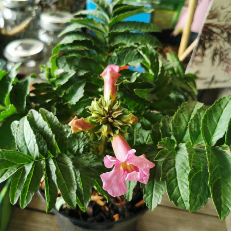 Plant image Incarvillea Delavayi