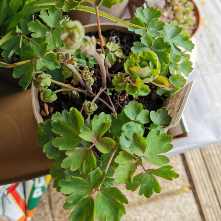 Plant image Aquilegia 'Ruby Port'