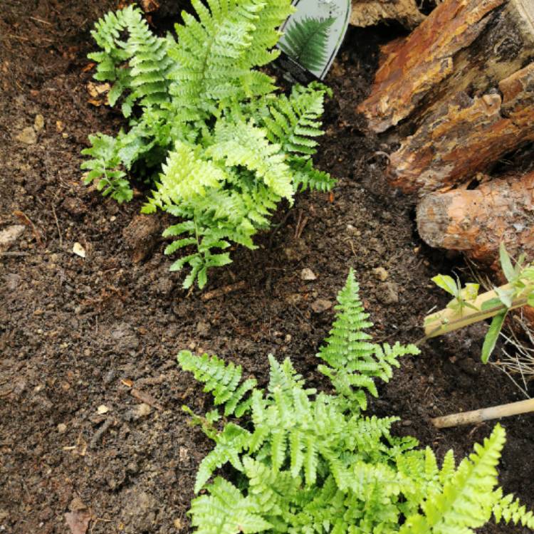 Plant image Dryopteris affinis 'Crispa'