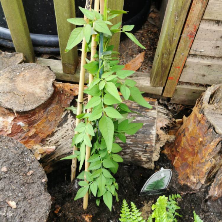 Plant image Jasminum officinale 'Clotted Cream' Syn. 'Devon Cream'