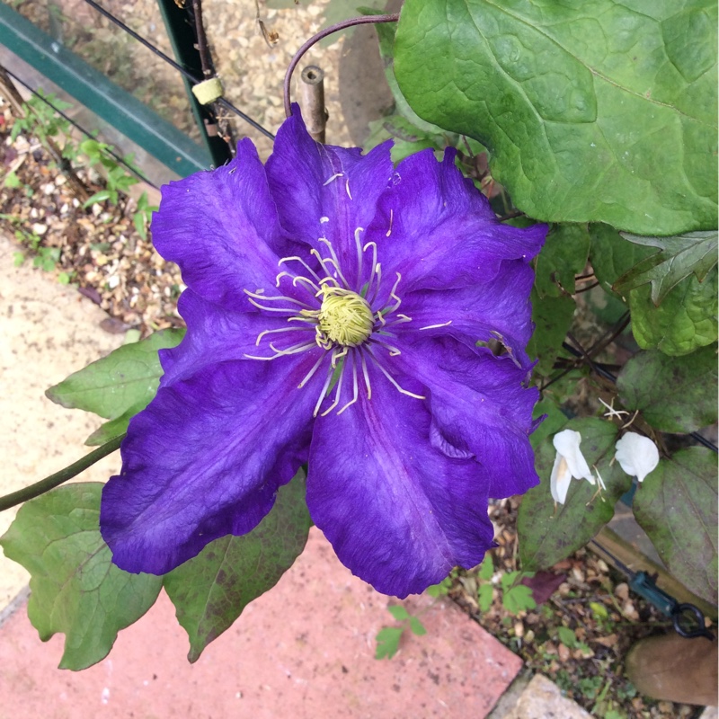 Clematis 'General Sikorski'