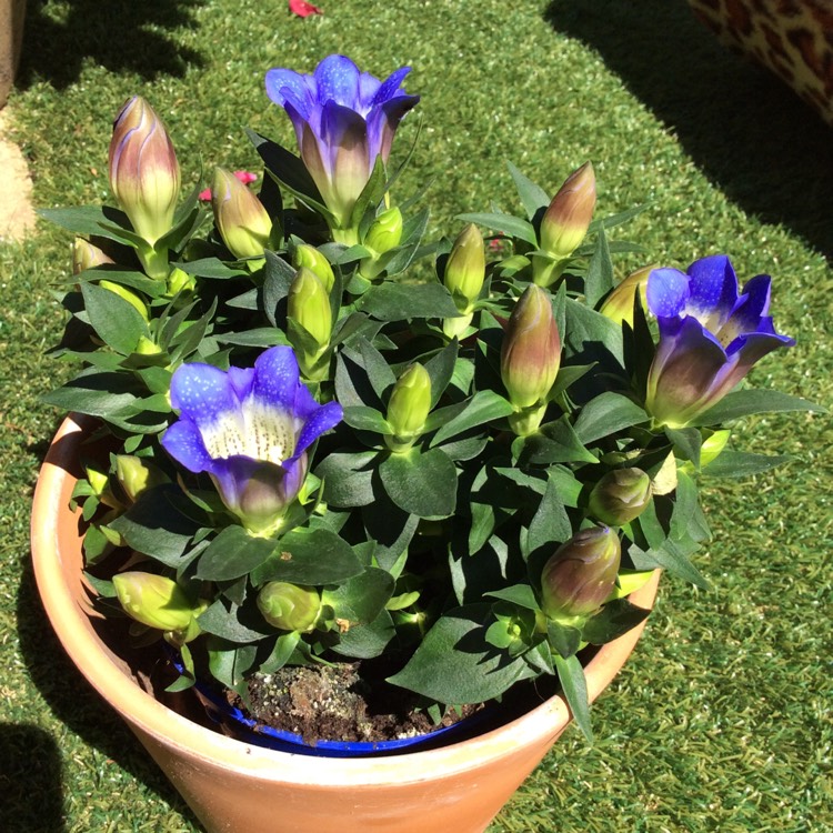 Plant image Gentiana