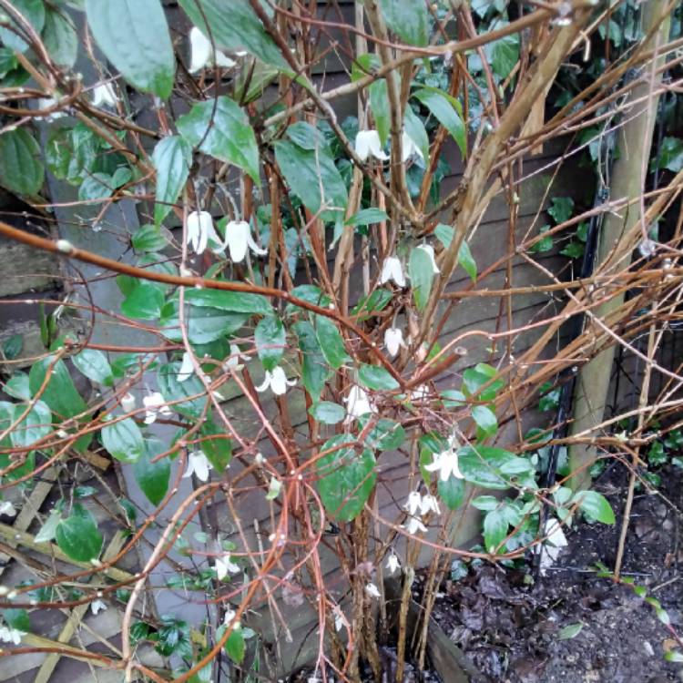 Plant image Clematis urophylla 'Winter Beauty'