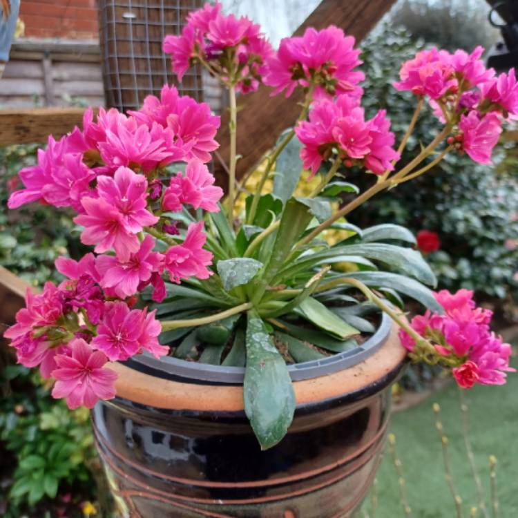 Plant image Lewisia cotyledon 'Safira Coral' (Safira Series)