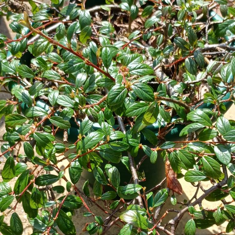 Plant image Cotoneaster Microphyllus