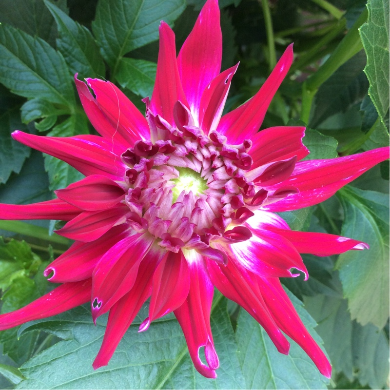 Plant image Dahlia 'Jura'