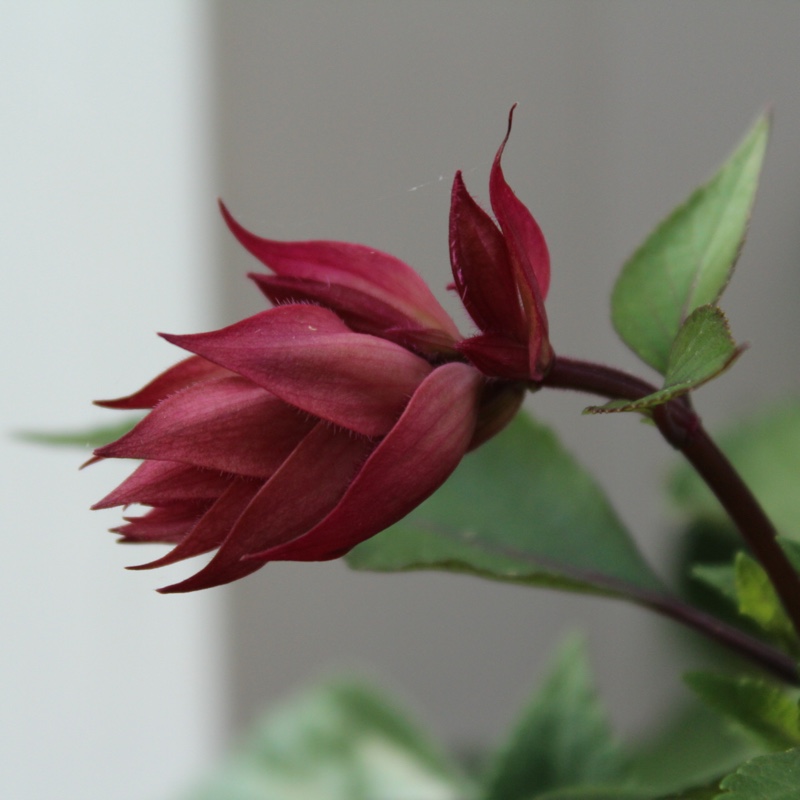 plant image 176054