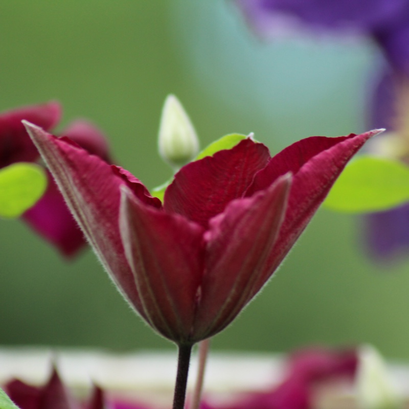 Plant image Clematis 'Niobe'