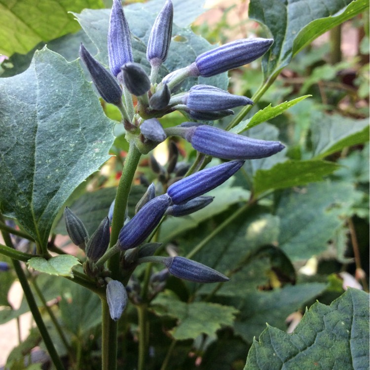 Plant image Clematis 'New Love'