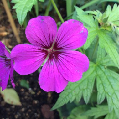 Geranium 'Patricia'