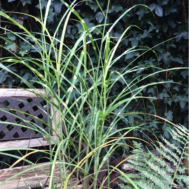 Miscanthus sinensis 'Zebrinus'