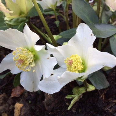 Helleborus 'Snow White'