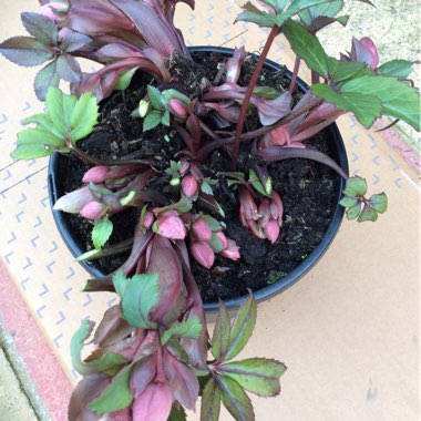 Helleborus x ericsmithii 'Pirouette'