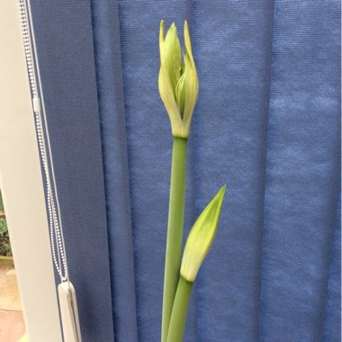 Hippeastrum (Leopoldii A Group) 'White Christmas'