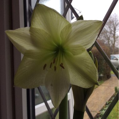 Hippeastrum (Leopoldii A Group) 'White Christmas'