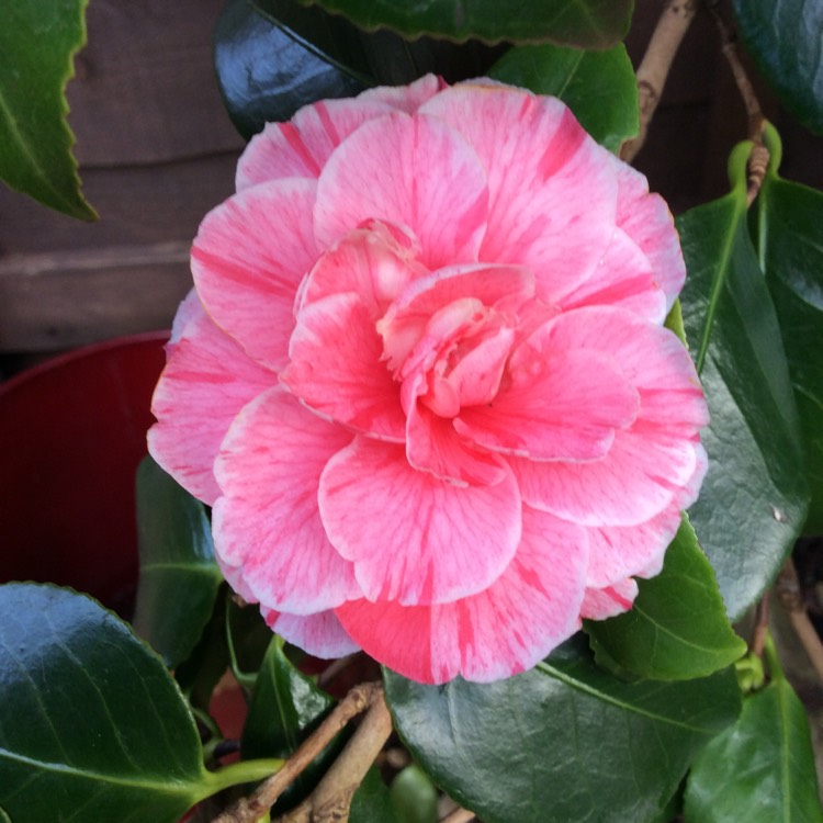 Camellia japonica 'Comte de Gomer' syn. Camellia japonica 'Baron Gomer ...