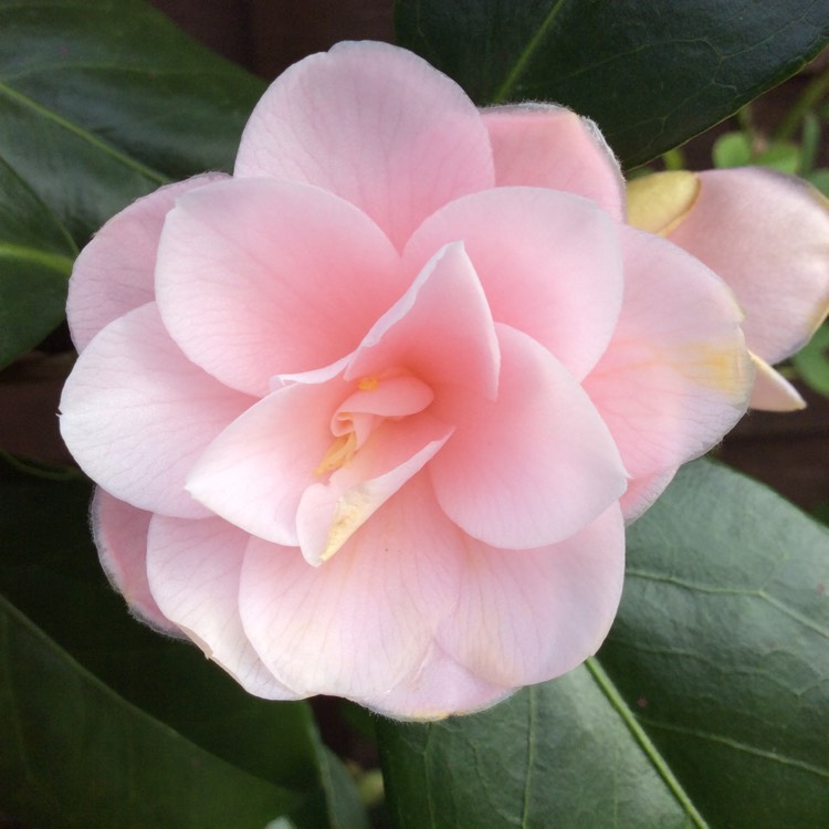 Plant image Camellia japonica 'Peach Blossom'