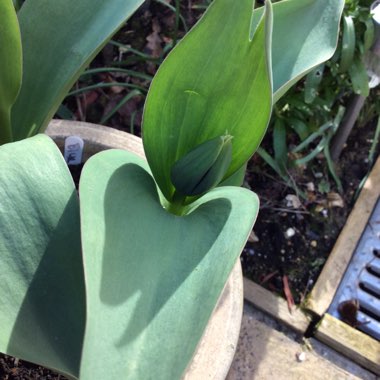 Tulipa 'Bleu Aimable'