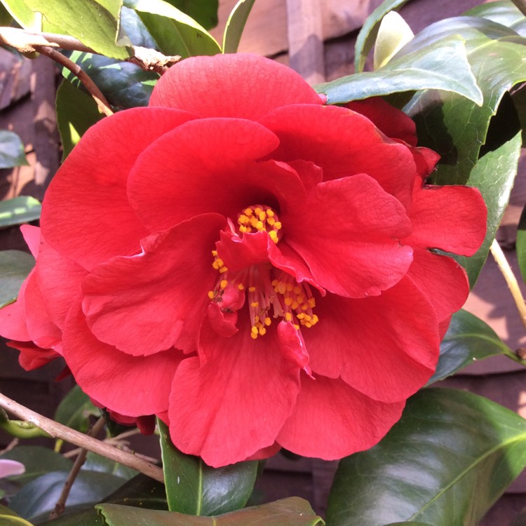 Plant image Camellia japonica 'Greensboro Red'