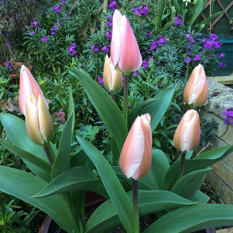 Plant image Tulipa 'Shirley'