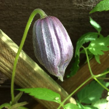 Clematis alpina 'Frankie'