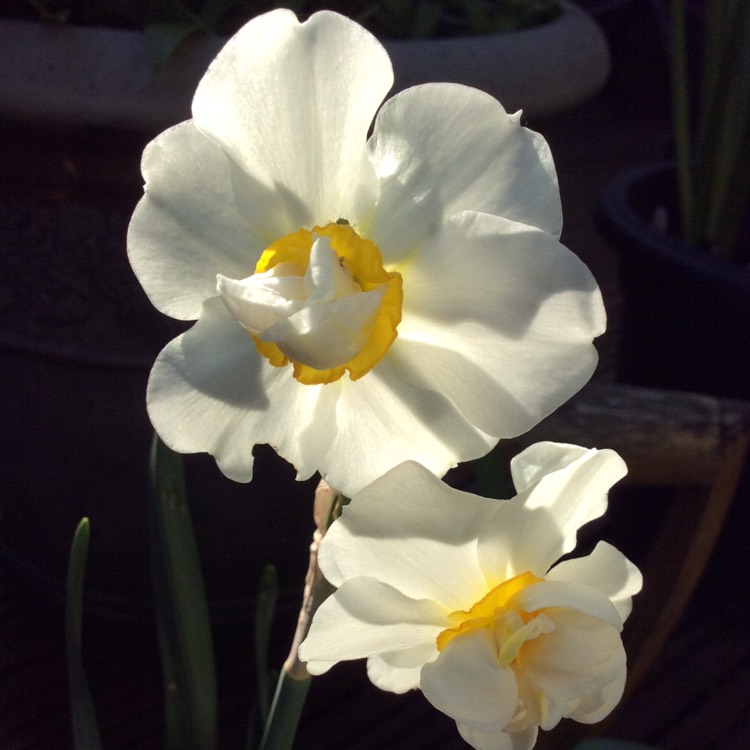 Plant image Narcissus 'White Lion'