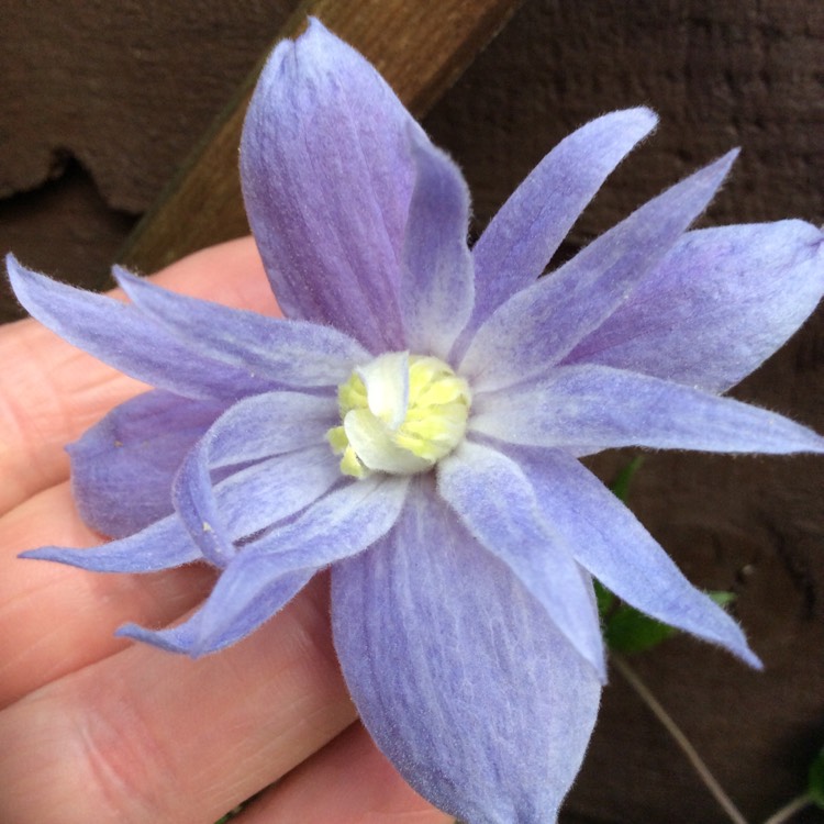 Plant image Clematis alpina 'Frankie'