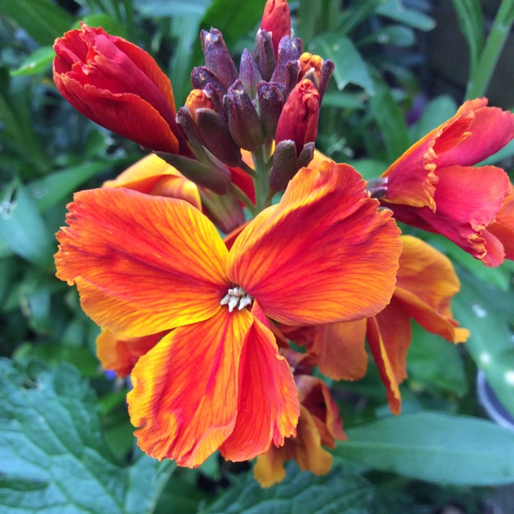 Plant image Erysimum cheiri 'Tom Thumb Mix'