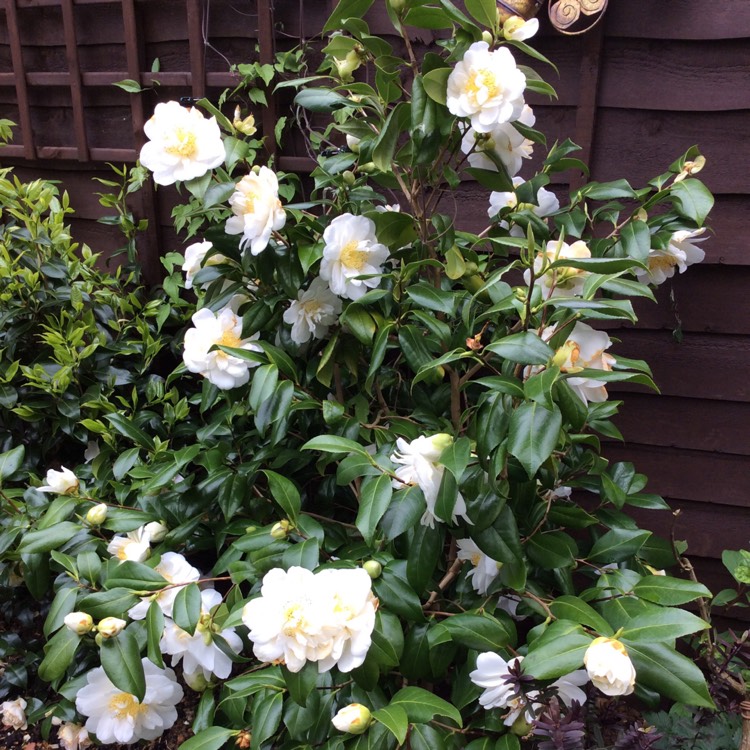 Plant image Camellia japonica 'Silver Anniversary'