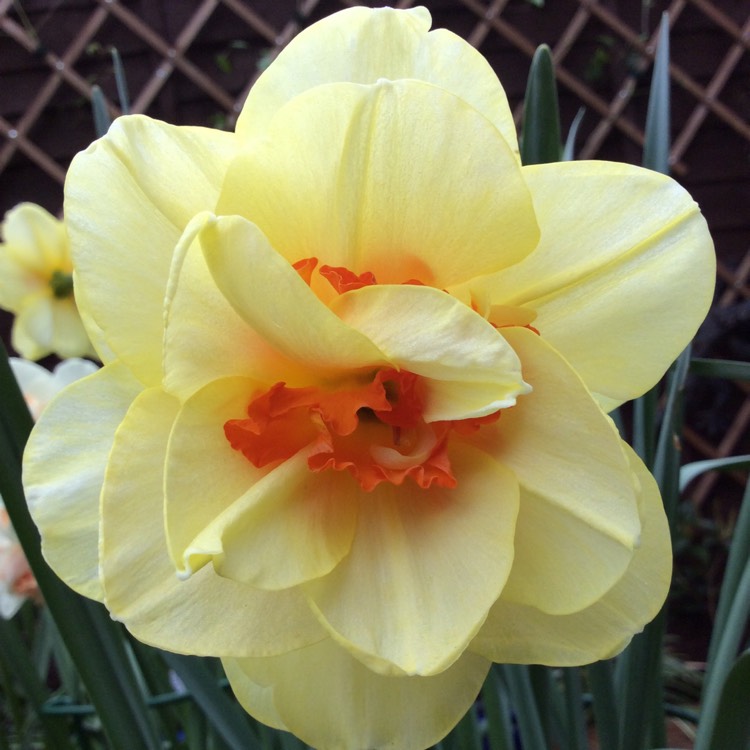 Plant image Narcissus 'Tahiti'