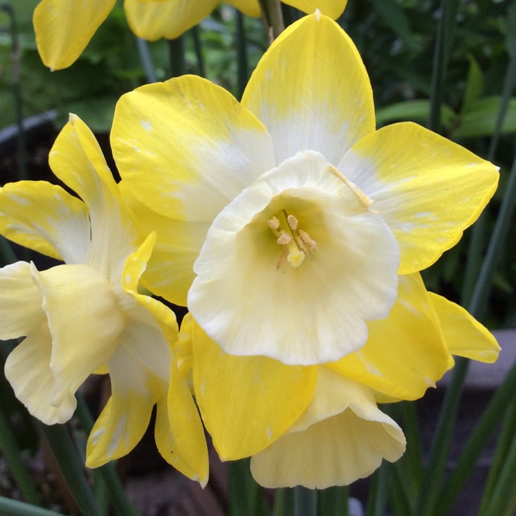 Narcissus 'hillstar', Daffodil 'hillstar' (jonquilla) - Uploaded By 