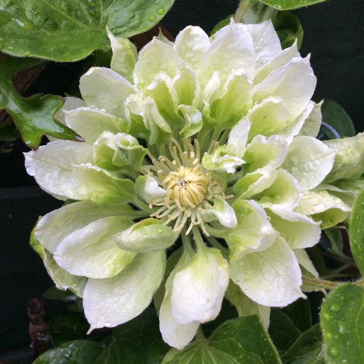 Plant image Clematis 'Duchess of Edinburgh'