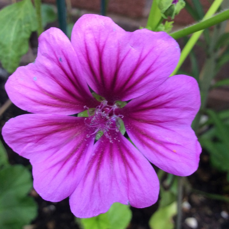 Plant image Malva Sylvestris 'Magic Hollyhock'