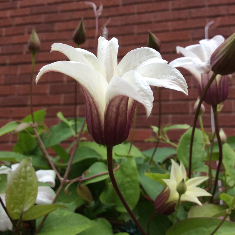 Plant image Clematis texensis 'Princess Kate'