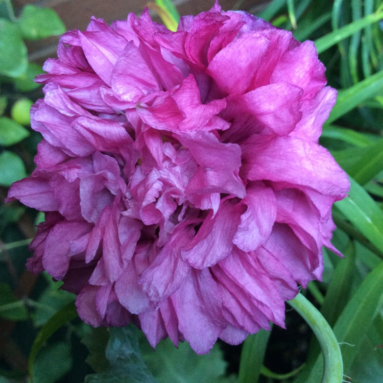 Plant image Papaver somniferum 'Purple Passion'