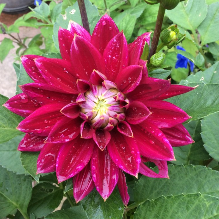 Plant image Dahlia 'Bluebird'