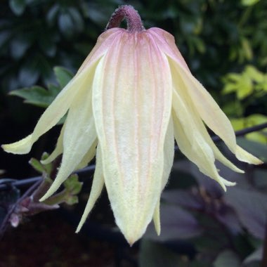 Clematis chiisanensis 'Amber'