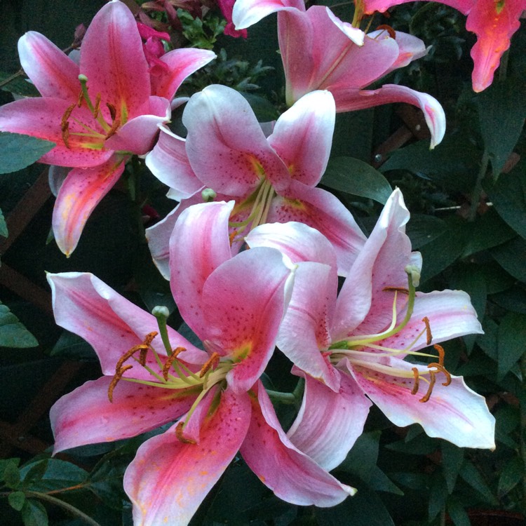 Plant image Lilium 'Mona Lisa'