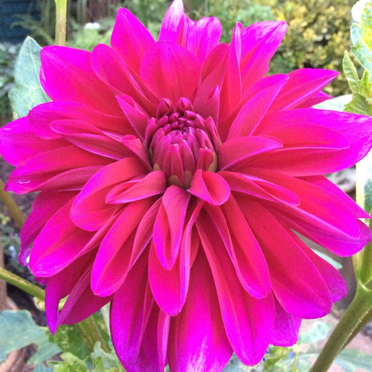 Plant image Dahlia 'Le Baron'