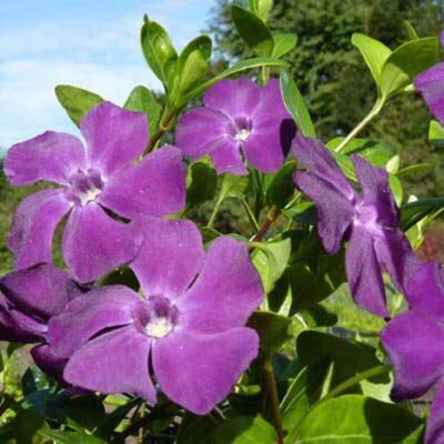 Plant image Vinca Minor 'Atropurpurea'